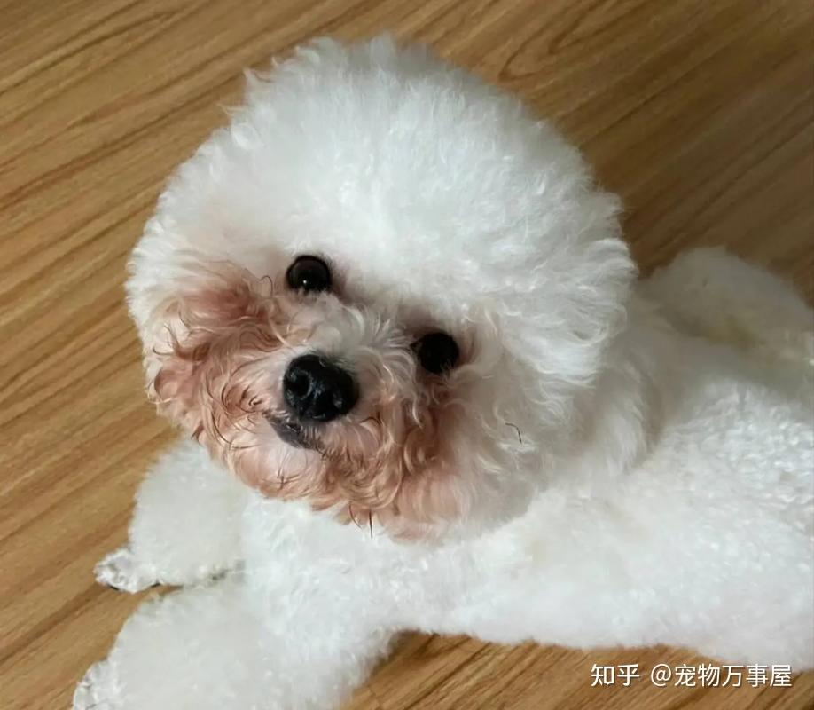 比熊“泪痕”重?6个小妙招,轻松去除不留痕! - 知乎