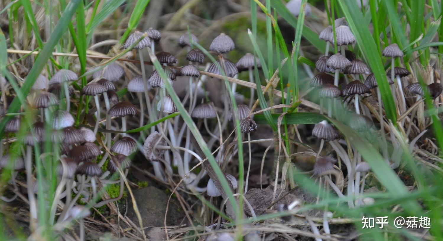 菇趣——小假鬼伞 - 知乎