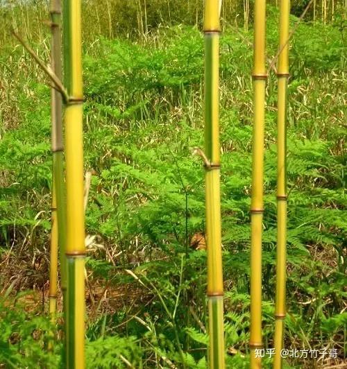 北方竹子哥:方庭院种竹大全 - 知乎