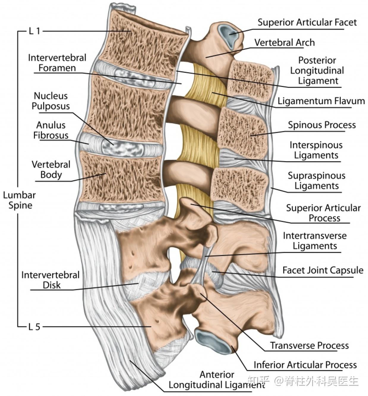腰部骨骼结构图图片
