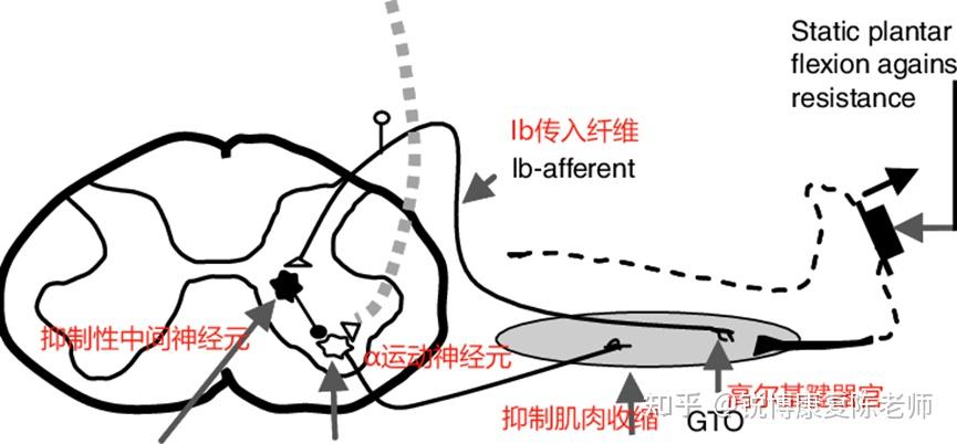【PNF的四种理论机制】全面解析PNF拉伸 - 知乎