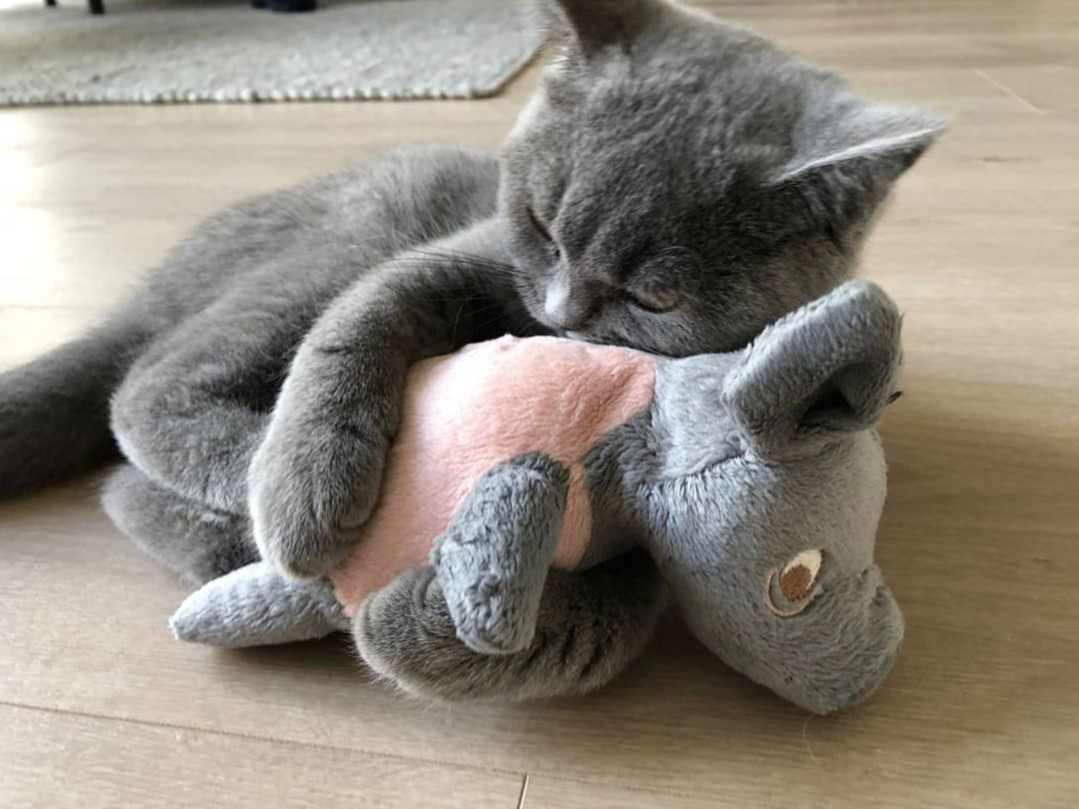 吸猫大会:英国短毛猫ollie - 知乎