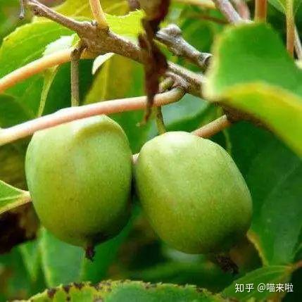 吃了这个果子 家里的三只猫嗨到翩翩起武 一开始我也不信 知乎