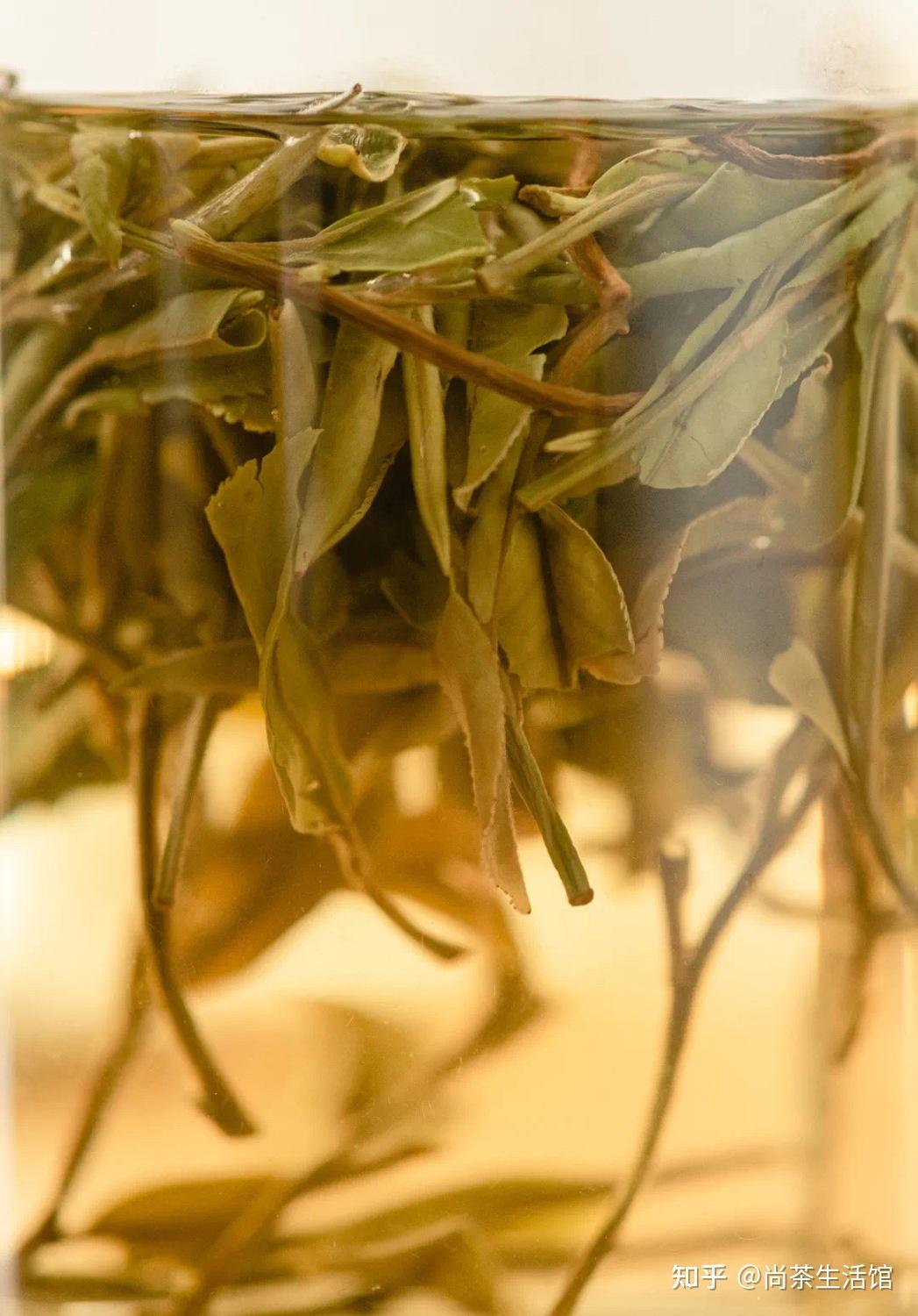 尚茶带你了解一杯好白茶的标准