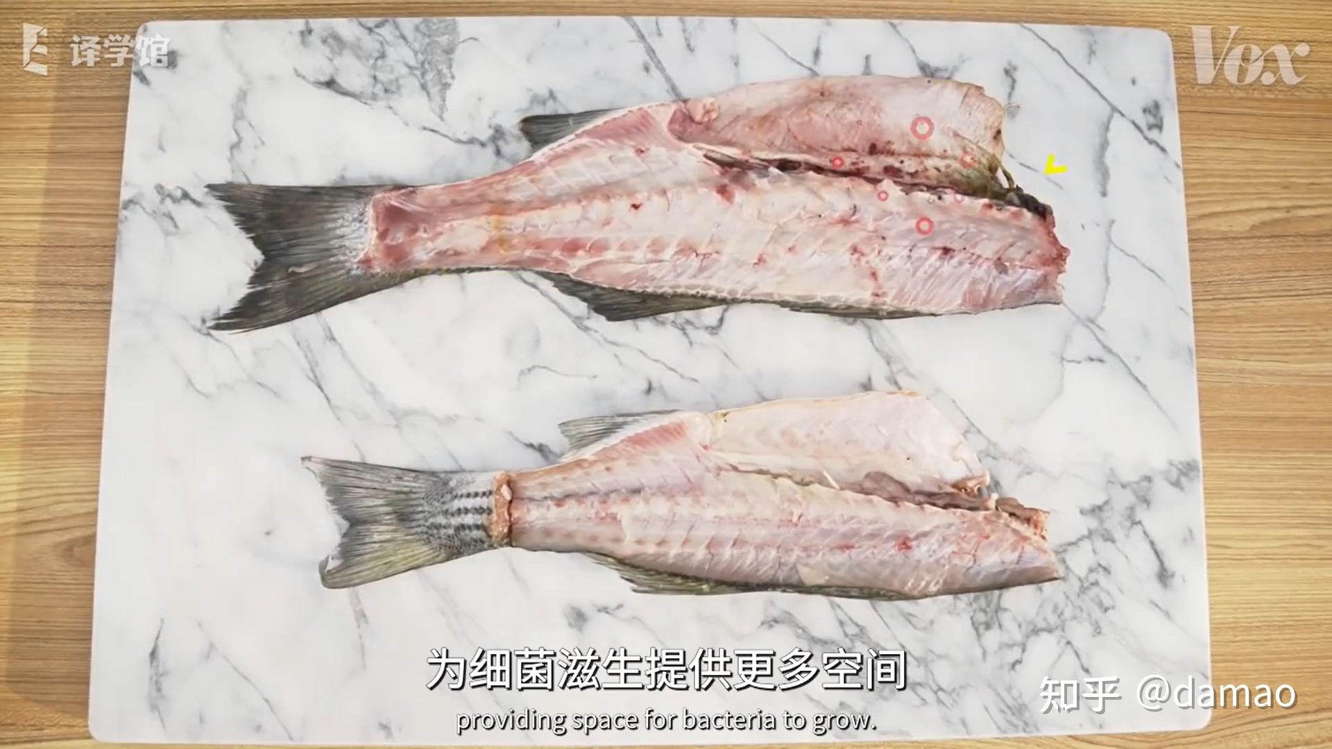 路亚百科:如何正确宰杀鱼,最详细的杀鱼教程 - 知乎