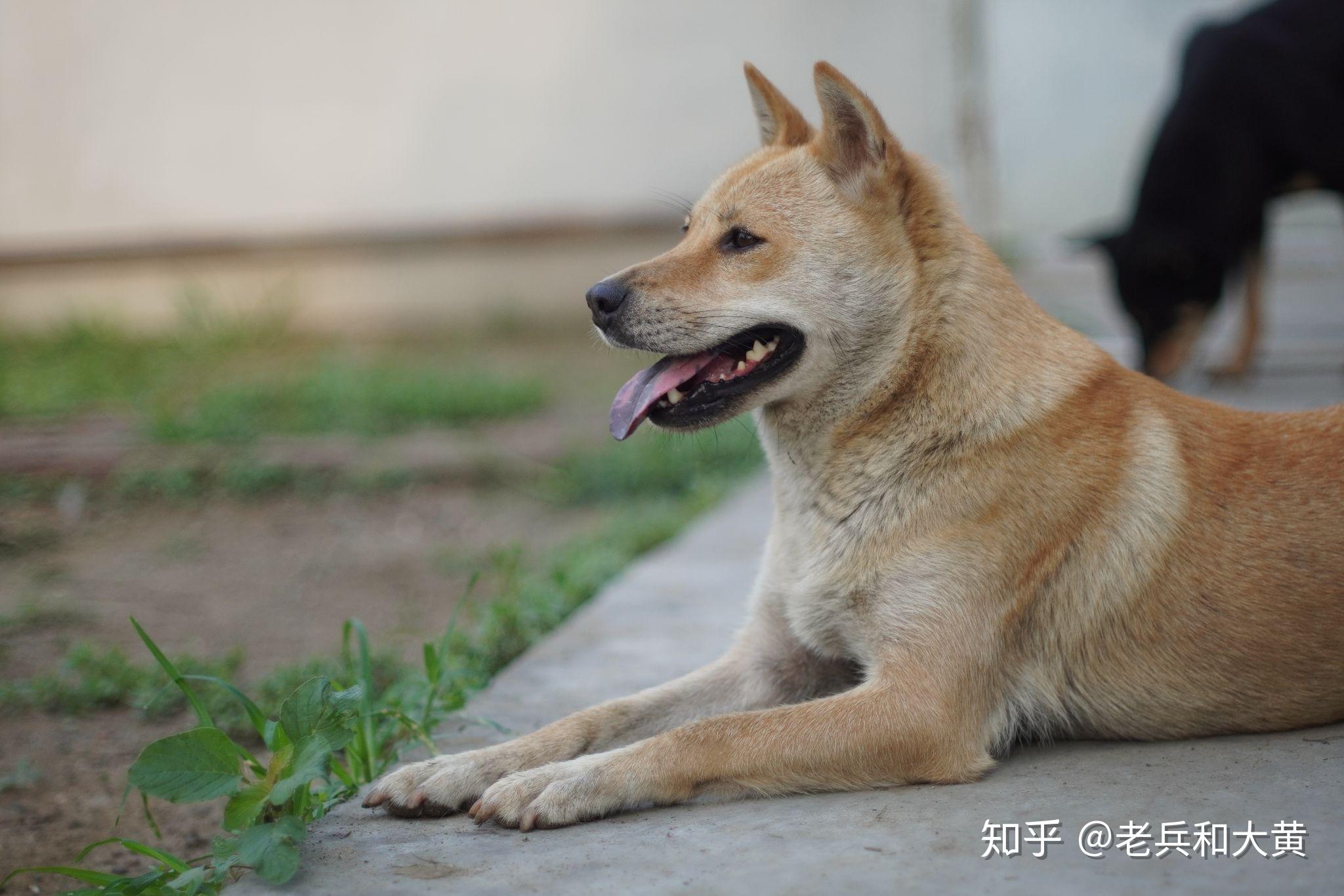 努力的结果让自己过的更好大黄钢镚我的院子