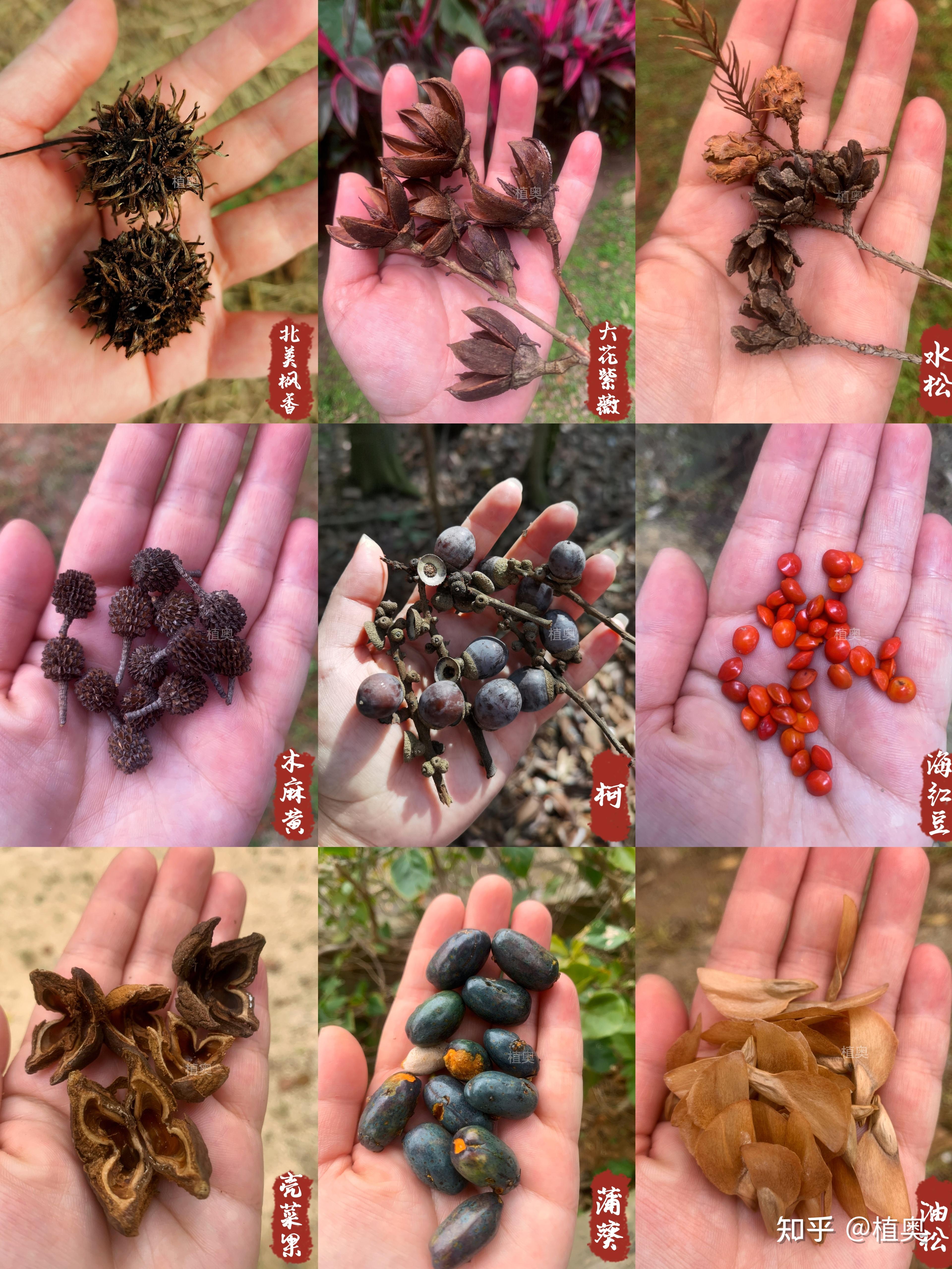 探秘自然:邂逅9种植物的种子和果荚。 - 知乎