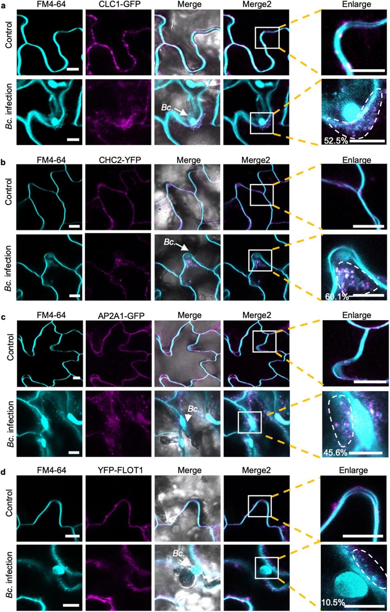 Evs Rna