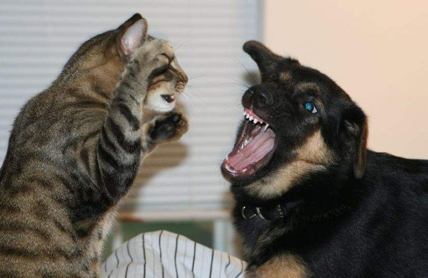 为什么狗狗看见猫就狂追原因很简单就5点