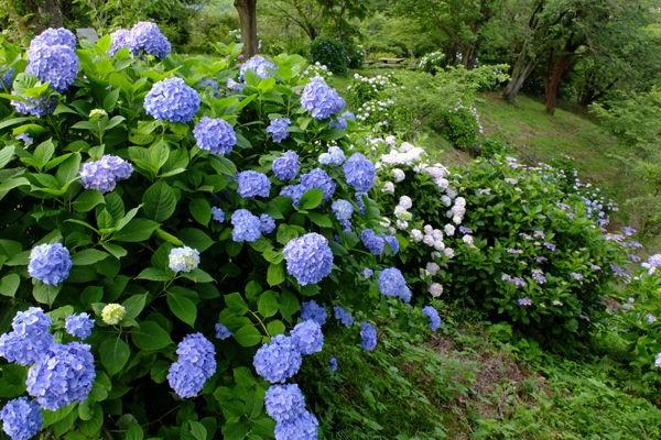 日本寺庙绣球花图片