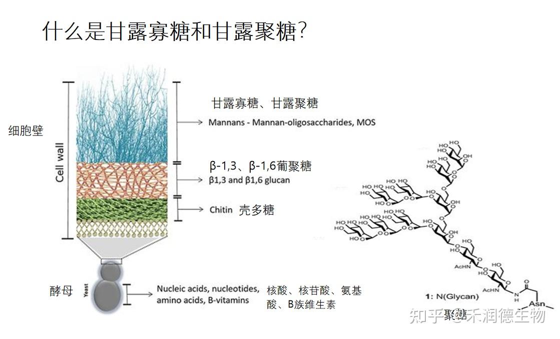 牛蛙养殖中丝兰提取物和酵母细胞壁多糖有什么作用