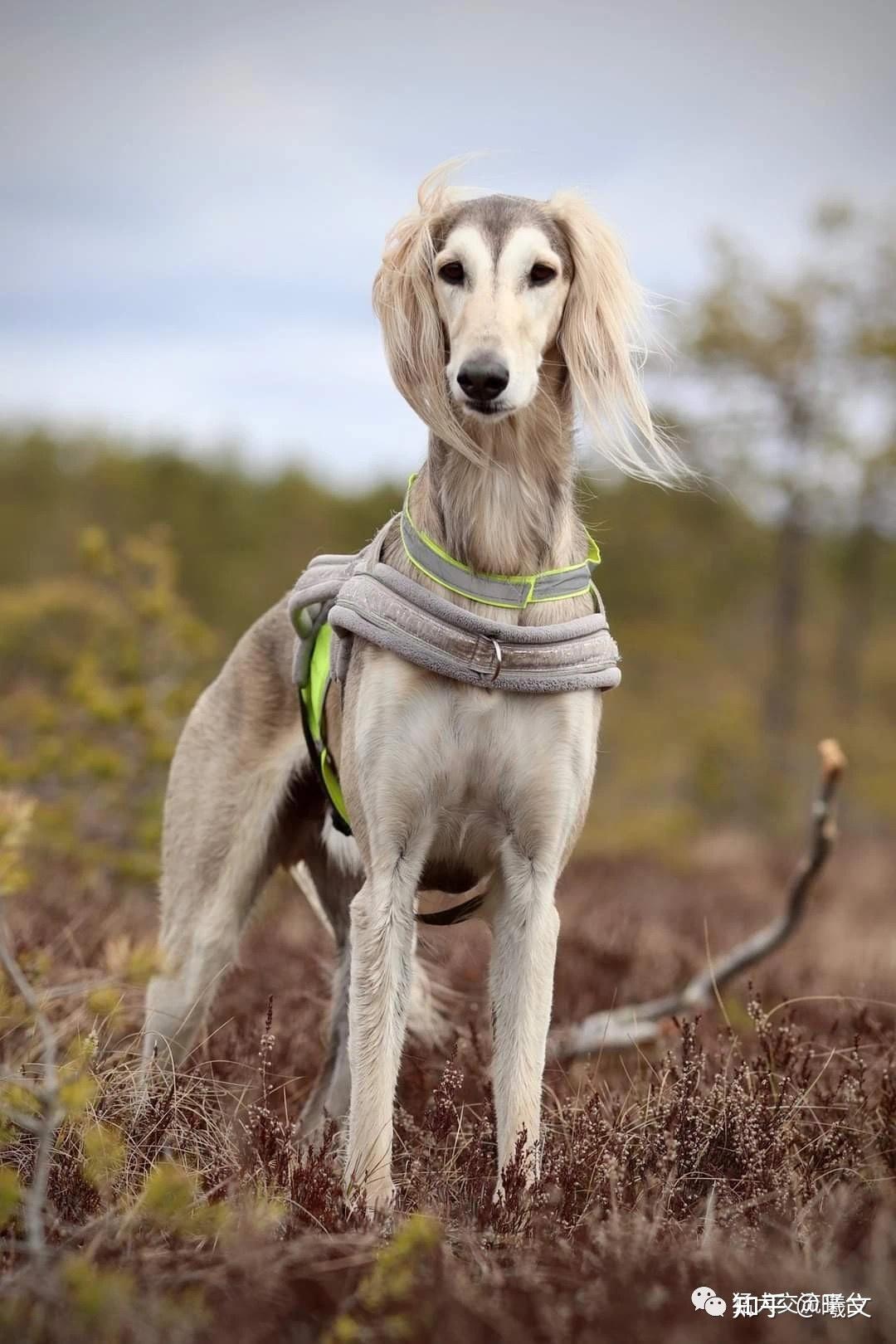 萨路基猎犬