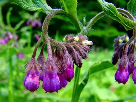 科普系列二 植物染色之紫草 知乎
