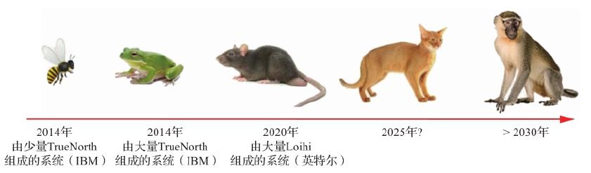 图 5.8 类脑芯片中的神经元和突触的数量已经与一些动物的神经元和突触数量相似