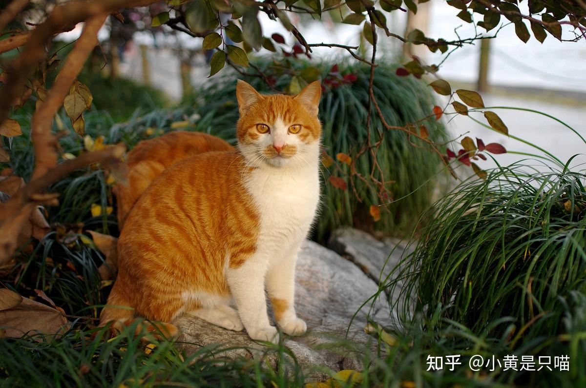“土猫”和“宠物猫”有什么区别?养了就知道,差别很大 - 知乎