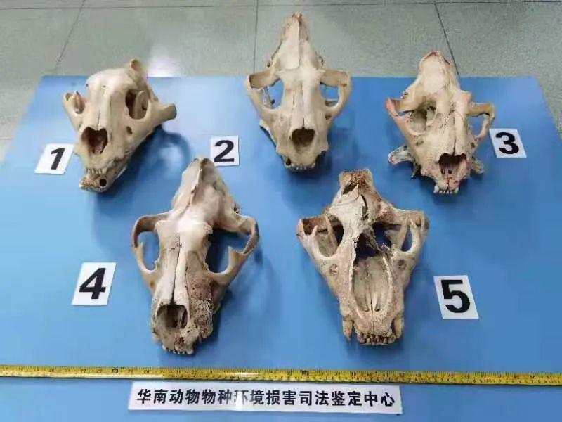为科研网购老虎头骨能否从轻处理