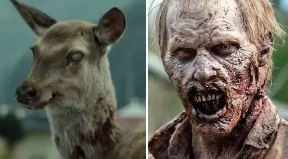 感染僵尸病毒的鹿已席卷美国24个州恐会传染给人