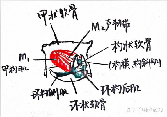 第六讲   喉器运动原理(关于甲杓肌,环甲肌的那些事)