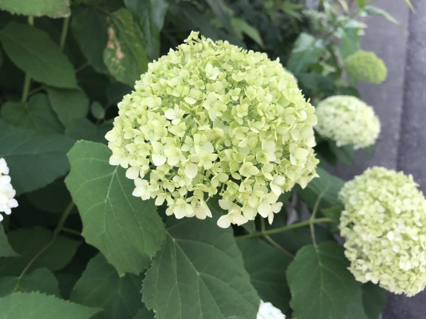 紫阳花 日本人的爱 知乎