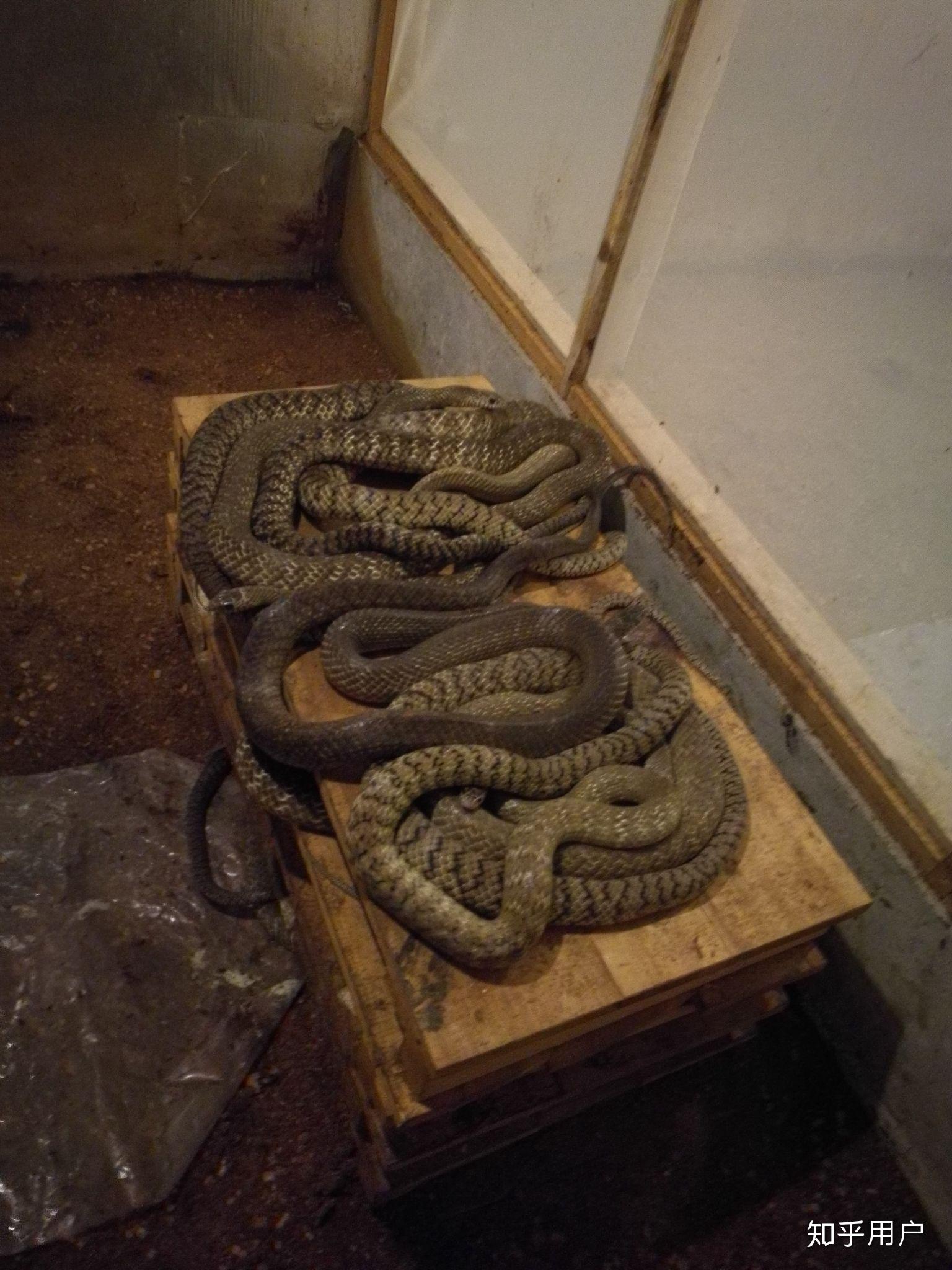 蛇肉是什么味道?好吃吗?