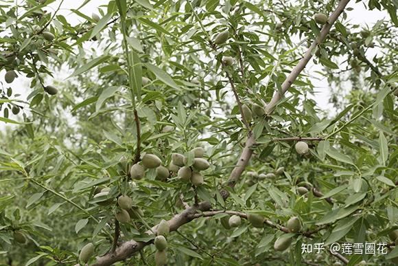 鄭州巴旦木樹苗什麼時候種植巴旦木樹幾年結果