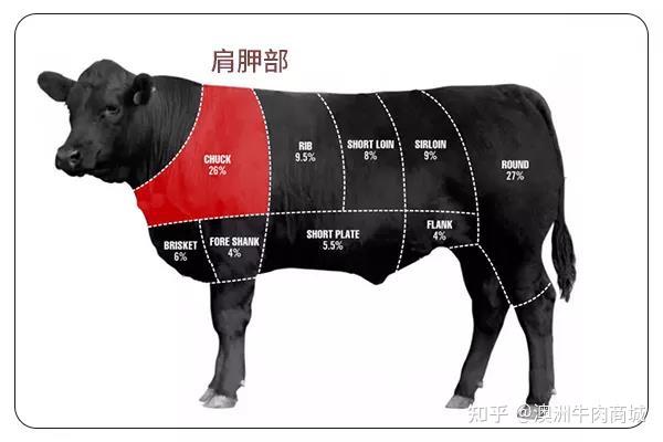 牛肩胛骨位置图片图片