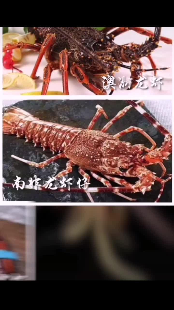 稀有的的非洲琵琶虾你吃过么我感觉比大龙虾还好吃