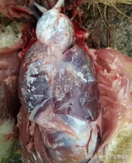 小鹅出现痛风的症状 有白色的东西是不是痛风