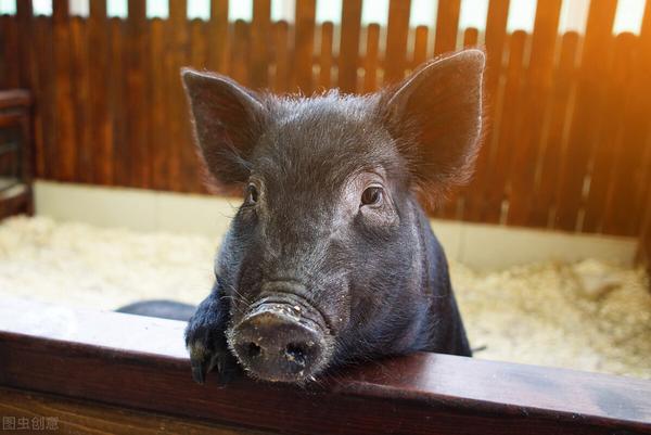 母猪怀孕状态不对?那是营养不够!只要做好两点,让母猪顺利产仔 - 知乎