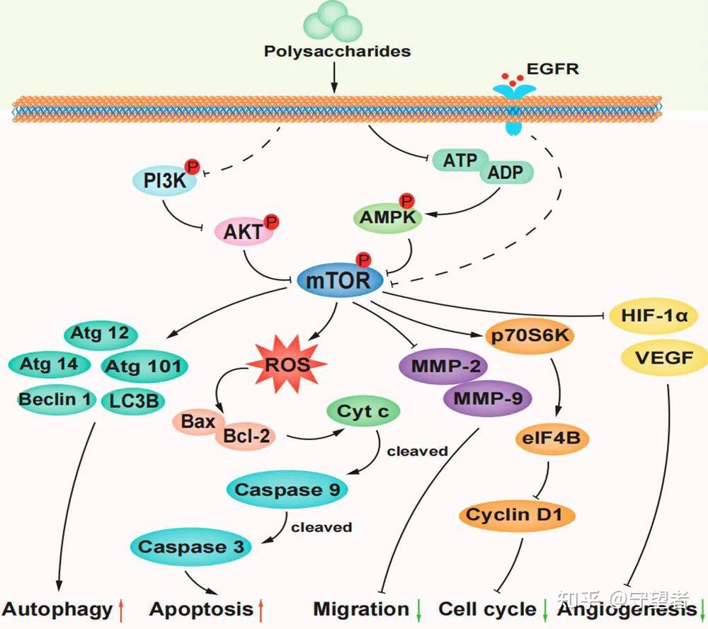 of agricultural and food chemistry:膳食多糖通过靶向mtor信号通路