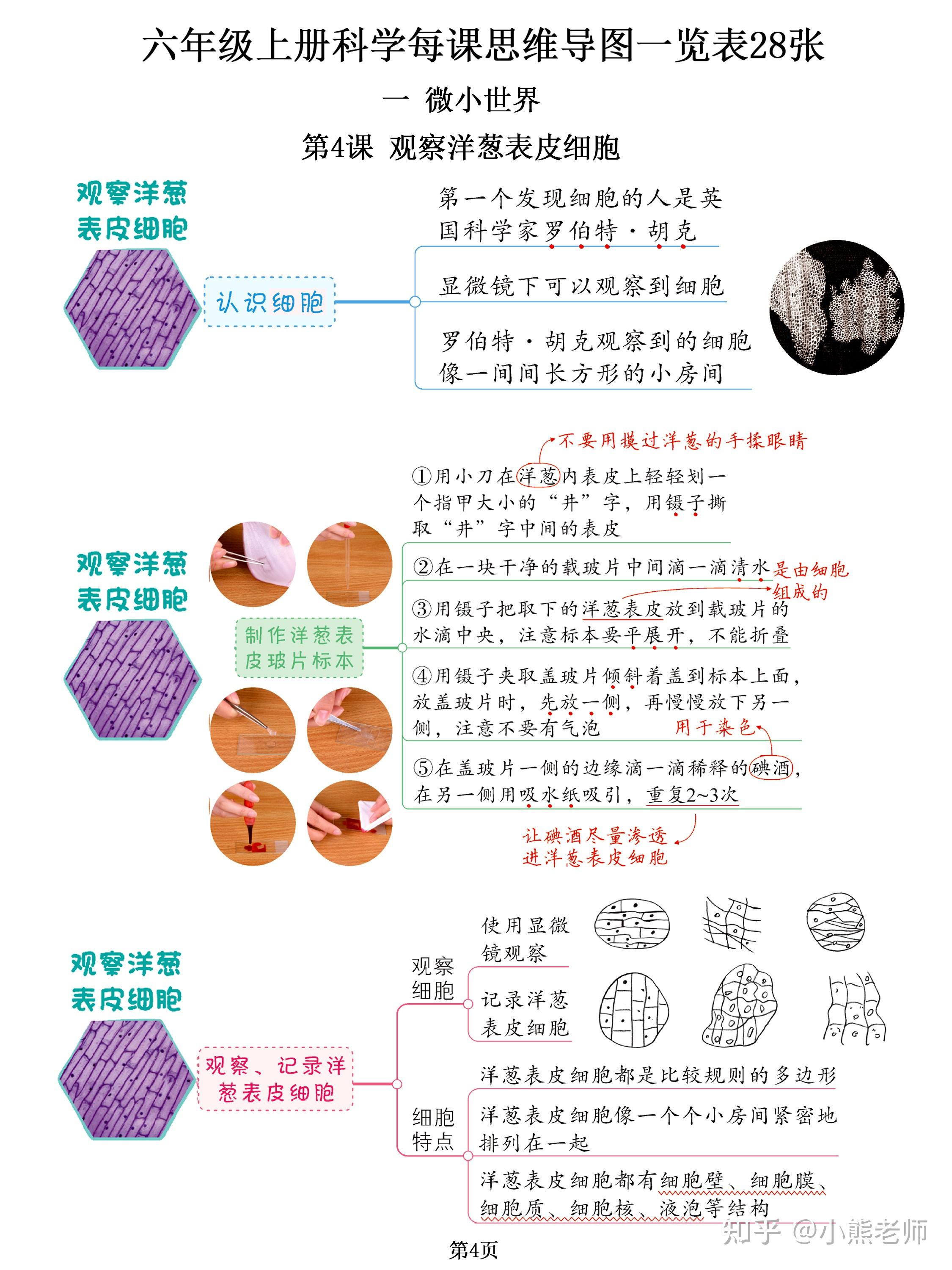 微小膜壳绦虫思维导图图片