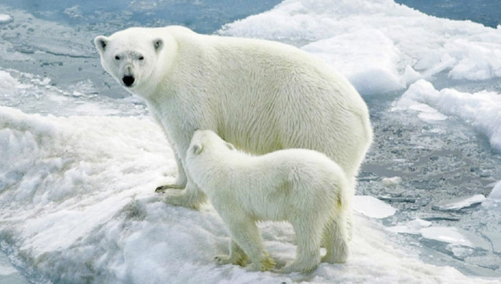 不用和猎豹狮子这些猫科动物相比,就北极熊这样看似笨重的体型都可