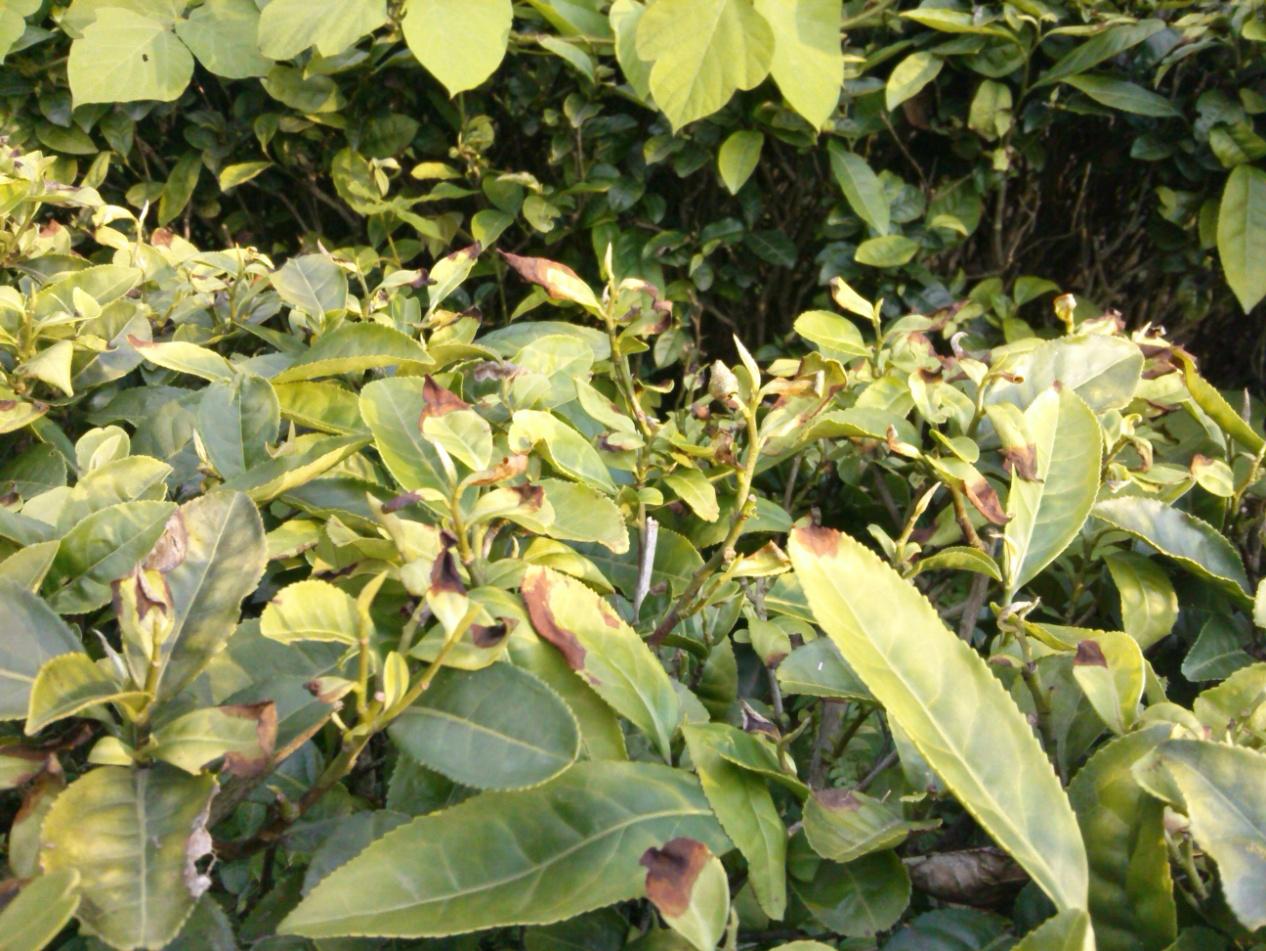 茶小绿叶蝉危害图片图片