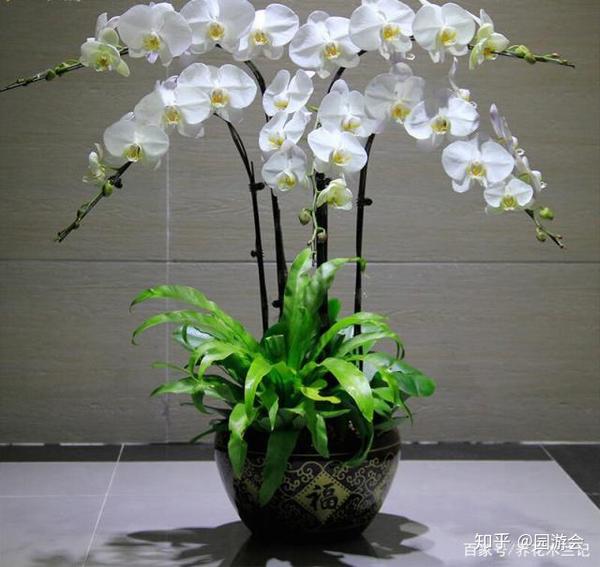 蝴蝶兰养殖方法与注意事项 记住这5点 蝶兰长得好开花挤满盆 盆栽蝴蝶兰浇水方法 伟平网