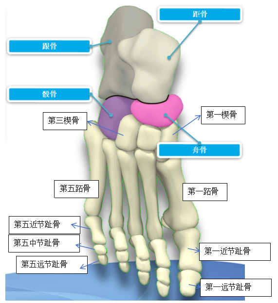 足够科学｜足部正常解剖——脚的骨头有哪些？ - 知乎