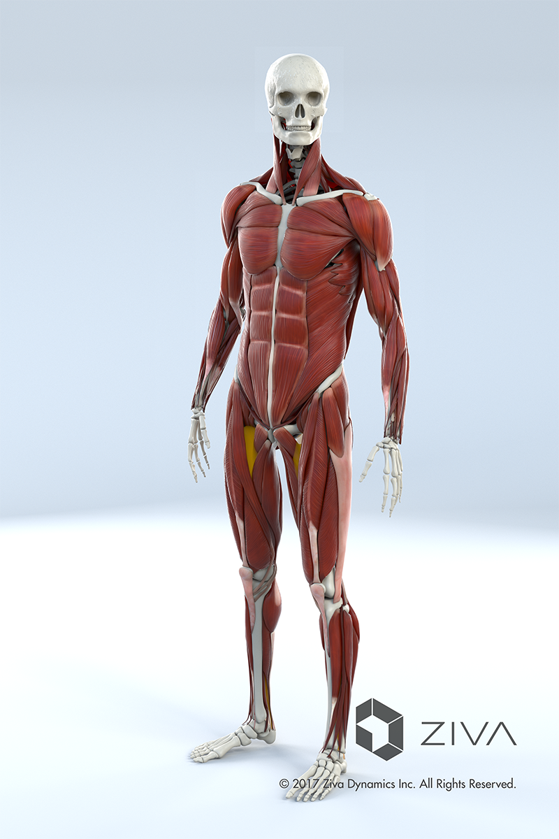 ziva肌肉系统图片