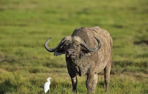 各国国宝大全!最后一个绝色倾城! 知乎