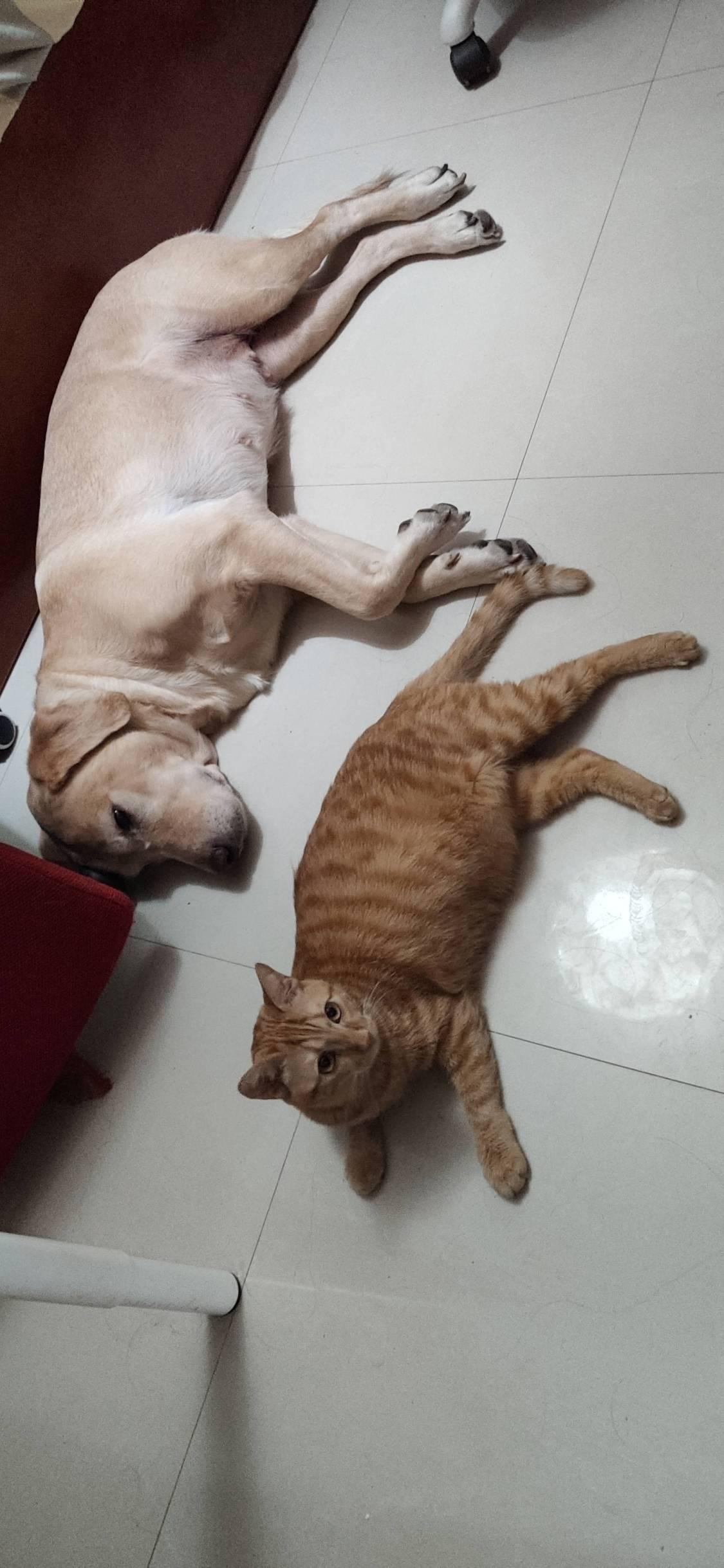 【猫片狗片】猫狗双全?哪儿那么容易 - 知乎