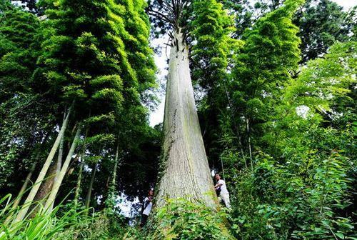 国家首批八个一级濒危珍稀植物之一:秃杉