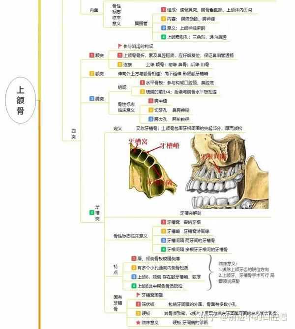 口腔解剖生理学图谱 - 知乎