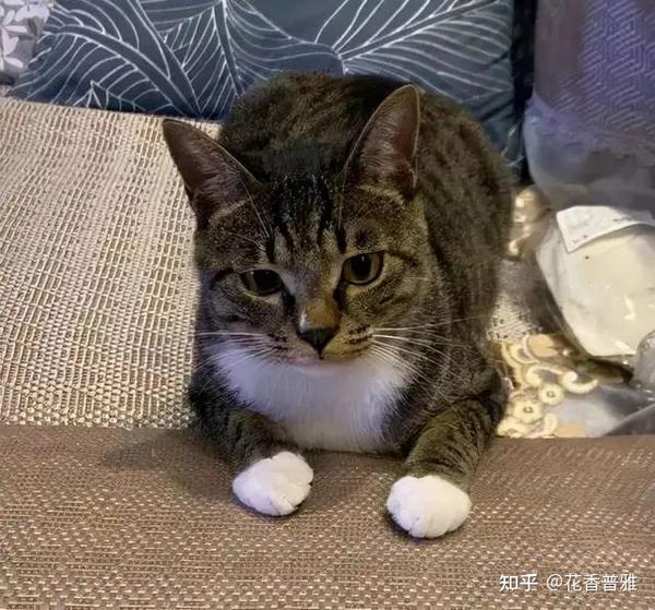 养土猫有什么好炫耀的?这几点告诉你,土猫很优秀 - 知乎