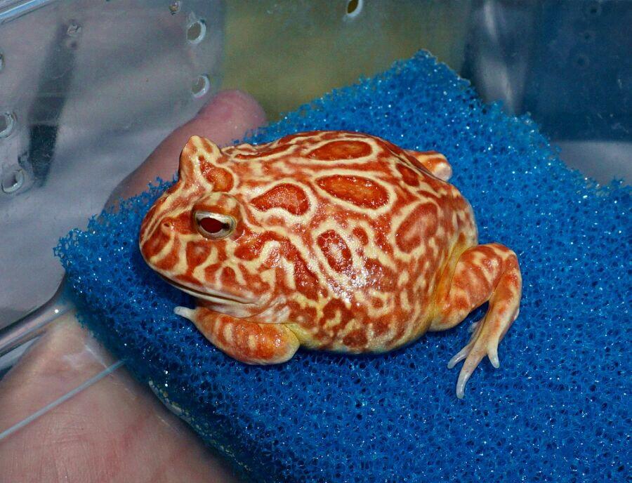 角蛙养角蛙钟角蛙南美角蛙霸王角蛙