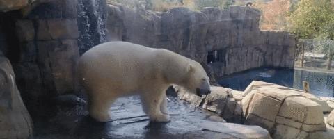 如果圈养野生动物是一种残忍 我们为什么不取消动物园 知乎