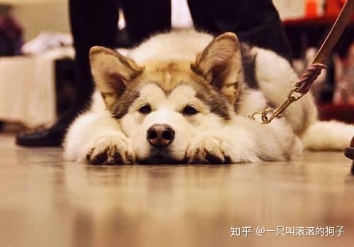 阿拉斯加成犬食欲不振 知乎