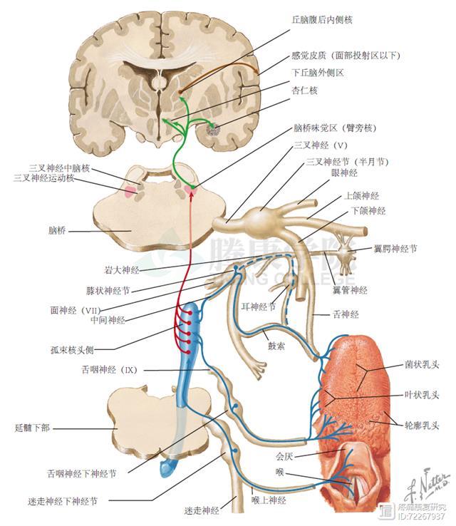 神内临床笔记38  神经传导通路       最全总结&吐血整理
