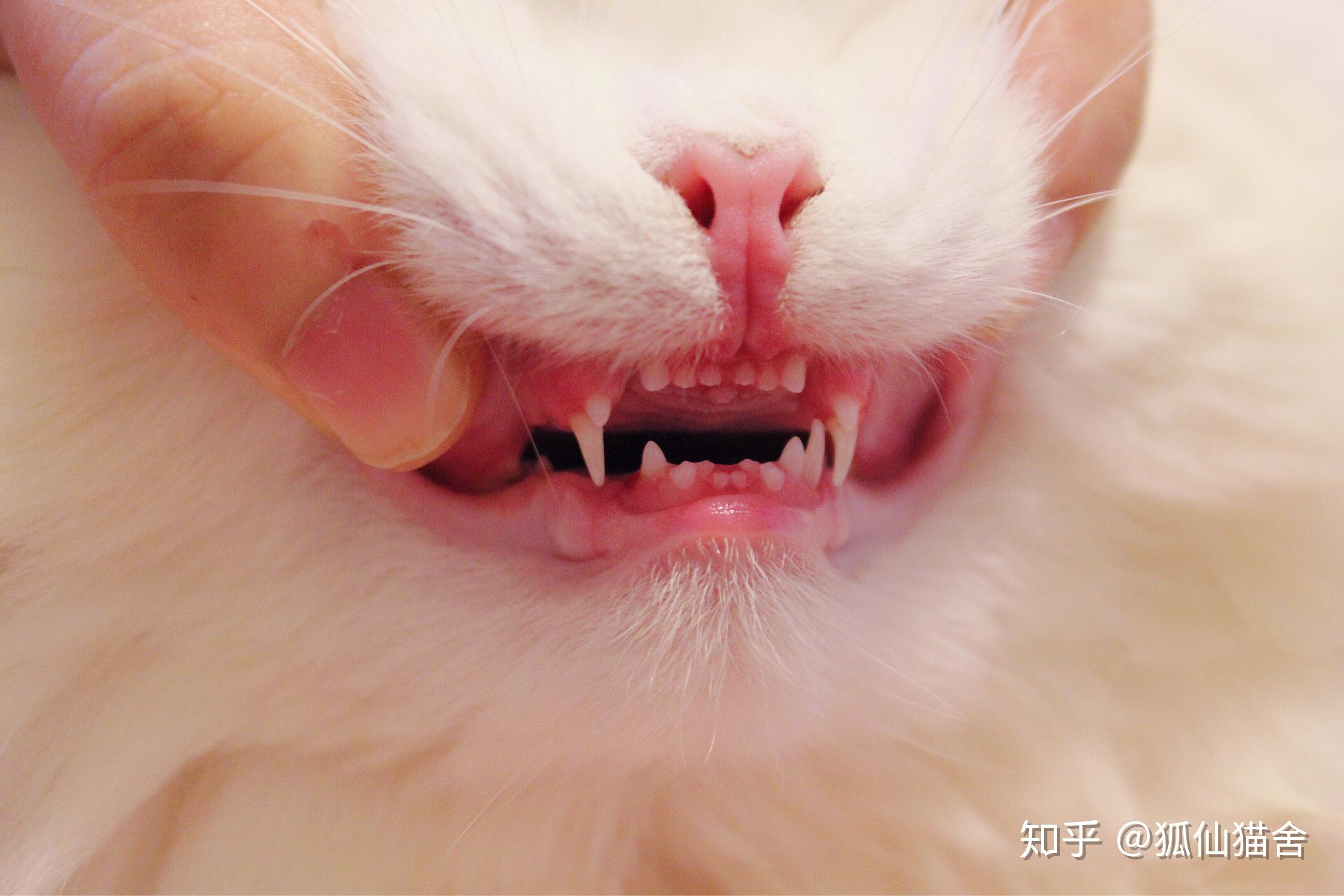 猫咪金渐层|摄影|动物|mango爸爸 - 原创作品 - 站酷 (ZCOOL)
