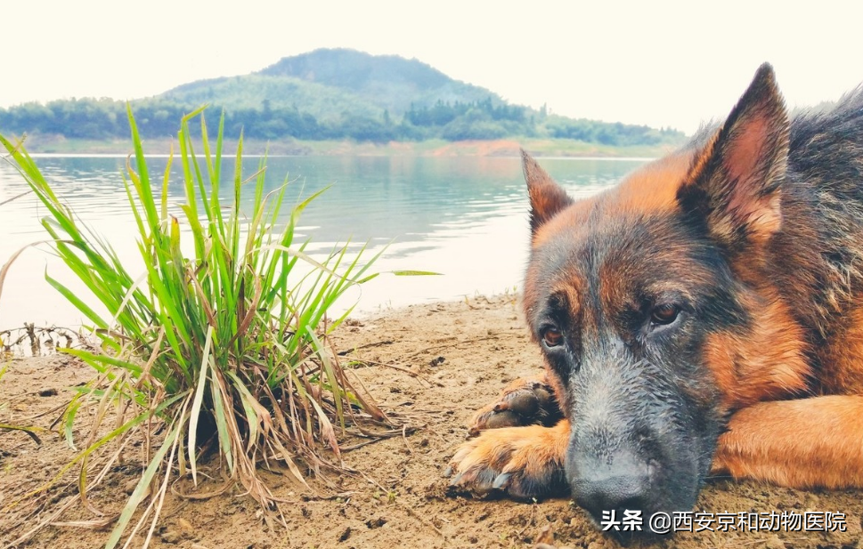 德牧有哪些优缺点？（德牧的优缺点 知乎）