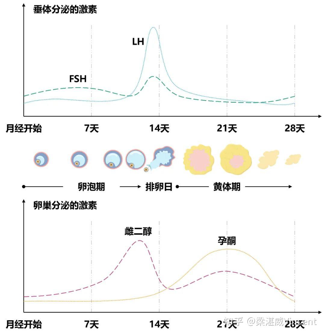 性激素6项怎么看，一定要在月经第3~5天查吗？ 知乎