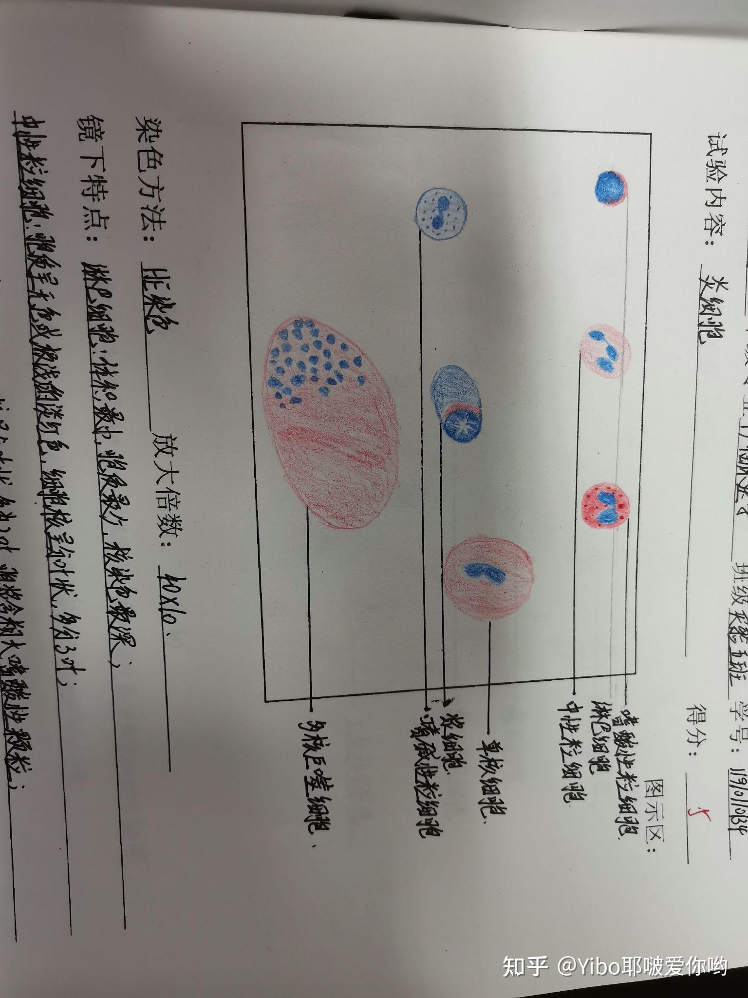 病理实验报告 