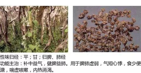 500余种中草药图  第390张